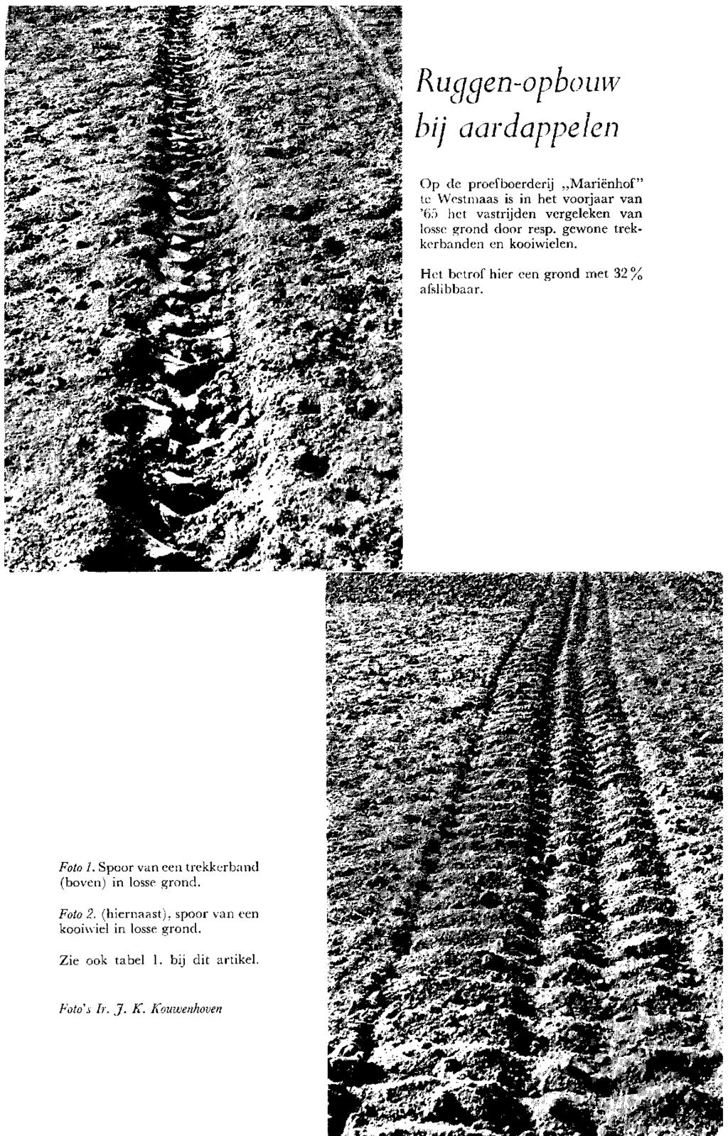 Ruqqen-opbouw bij aardappelen Op de proefboerderij Mariënhof" te Westmaas is in het voorjaar van '(i. - ) het vastrijden vergeleken van losse grond door resp. gewone trekkerbanden en kooiwielen. '.»\'/i>?