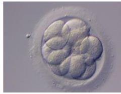 Laboratorium: Embryotransfer