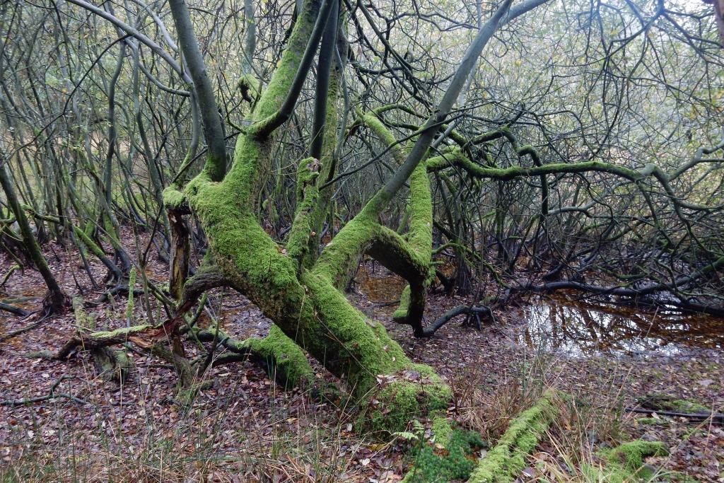 In jonge bosjes in het Reigerveen zijn veelal ook zwarte elzen aangeplant.