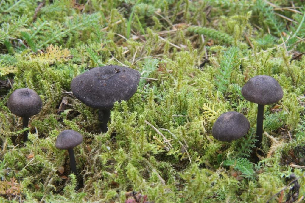 Blauwzwarte satijnzwam (Entoloma atrocoeruleum), een zeer zeldzame paddenstoel van oude, schrale graslanden, bekend van één plek in het Reigerveen (foto Eef Arnolds).