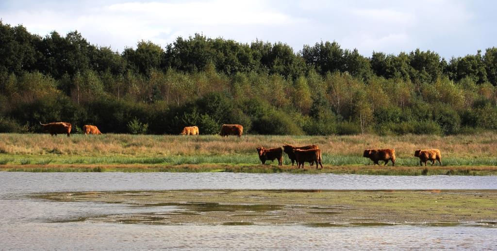 De hooglanders in het Reigerveen produceren mooie, compacte koeienplakken (foto Eef Arnolds).