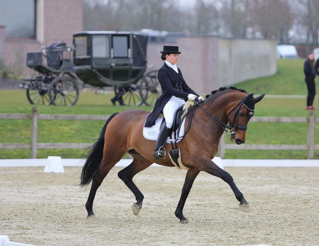 DOELGROEP DIENSTEN WIE BEREIKEN WE? Doelgroep: Actieve dressuurruiters, iedereen die bezig is met dressuur, van instructeurs tot hogere wedstrijdsporters, liefhebbers, fokkers, organisators, enz.