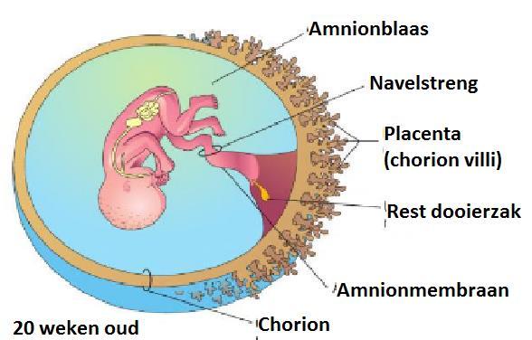 LITERATUUR ANATOMIE VAN DE VRUCHTVLIEZEN De placenta wordt vanuit de foetus gevormd nadat het chorion versmolten is met de dooierzak en het membraan van de allantoisblaas (allantochorion).