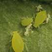 Vuilboomluis Aphis frangulae Herkenning Lengte is 1,2-2,1 mm Kleur is donkergroen met zwart/bruin kopen borststuk, ongevleugelde luizen geelgroen Achterlijf met bruine vlekken op zijkant Sprieten