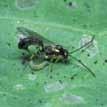 Sluipwespen Herkenning Er zijn veel, meestal kleine, zwarte soorten sluipwespen.