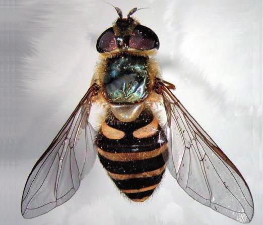Soorten vliegen waarmee veehouders te kampen hebben zijn vooral: 1 2 3 1. huisvlieg (musca domestica) De meest voorkomende vlieg in en rond alle types van stallen.
