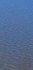 De Afsluitdijk is zowel een harde ecologische scheiding