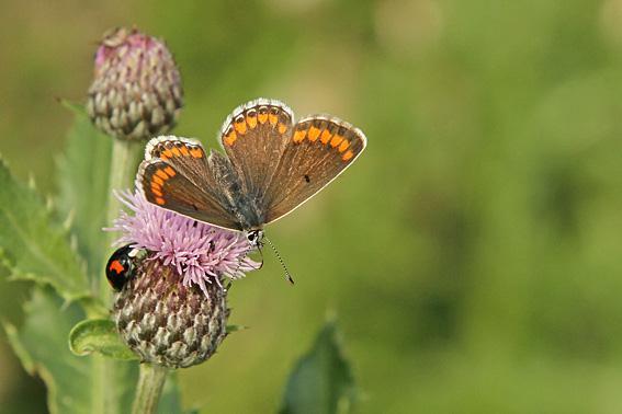 De vlinders besteden relatief veel tijd aan het zoeken van nectar van onder andere boerenwormkruid en duizendblad.