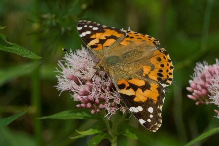 Resultaten 3.3.9 Distelvlinder (Inachis io) Habitat Open gebieden met een mozaïek van kale grond, lage begroeiing en hogere ruigten van bijvoorbeeld akkerdistels.