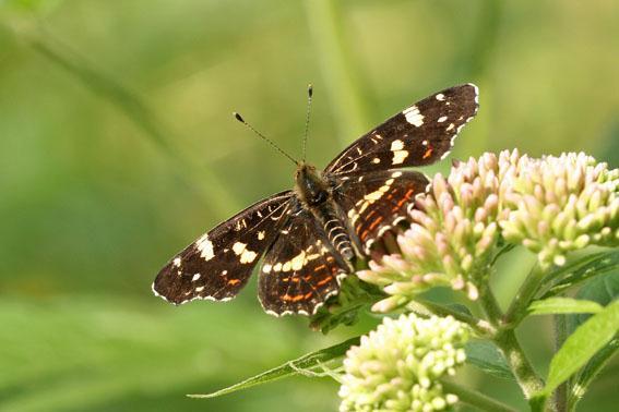 Vliegtijd en gedrag Half april-eind juni en begin juli-half september in twee generaties. De vlinders zoeken vooral 's morgens en laat in de middag naar nectar.