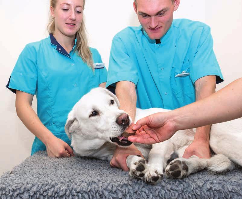 Verder moet de hond of kat gezond, zwaar genoeg en minimaal een jaar oud zijn. Zo heeft het dier geen last van de donatie en wordt de ontvanger van het bloed er niet ziek van.