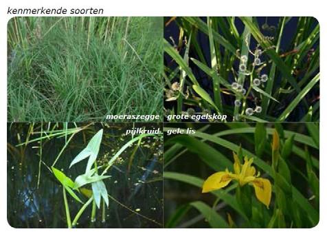N2. Oevertype II nat midden In het groeiseizoen (april tot september) is de natte oever begroeid met een lage tot middelhoge begroeiing van ondergedoken waterplanten, drijfbladplanten, helofyten en