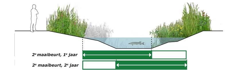 minimaal 30% begroeiing, maximaal 75% met ondergedoken waterplanten en drijfbladplanten Bedekkingsgraad nat profiel: - maximaal 75% begroeiing met ondergedoken waterplanten en drijfbladplanten (gele