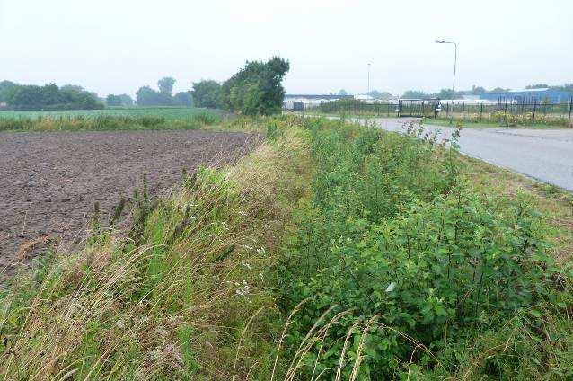 Huidige situatie Het plangebied bestaat uit een agrarische perceel (wortelveld), een smalle strook braakliggend terrein (langs