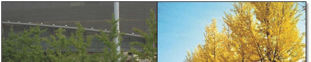 Ginkgo biloba Princeton Sentry (Japanse notenboom) zomerbeeld