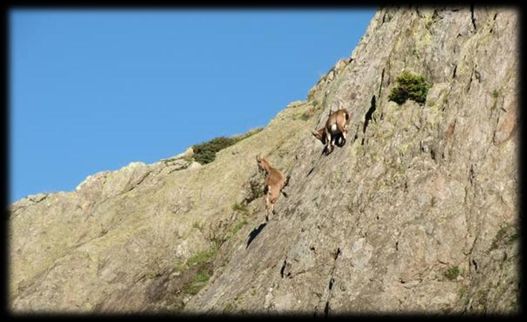 We beginnen aan de beklimming van de Col Brévent. Het is gevaarlijk stappen. De rotsblokken waar we overheen moeten liggen er spekglad, beijzeld bij.