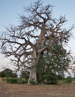 KINDERPAGINA EEN ENKELE ARM KAN GEEN BAOBAB OMHELZEN Dit is een spreekwoord uit Burkina Faso. De baobab is een beroemde boom in Afrika.