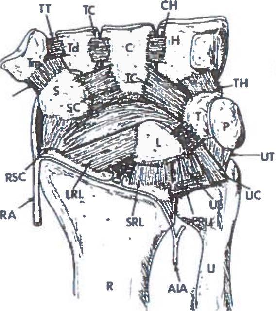 Figuur 2.2 Volaire en dorsale ligamenten van de carpus volgens Berger ' Volaire ligamenten Tm: trapezium, Td: trapezoideum, C: capitatum, H: hamatum, S: scaphoid, L: lunatum, T:triquetrum.