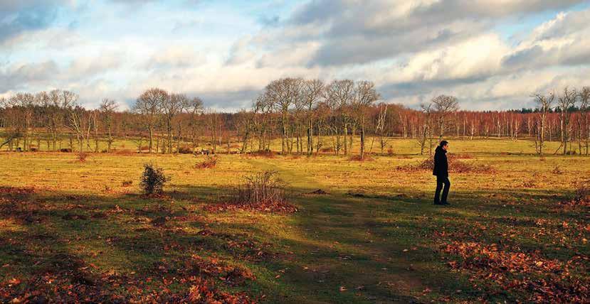 Beleveniseconomie vertaald naar natuur BRAM HUT Natuurbeleving per belevingswereld: Een mooi wandelpark of liever een ruig bos? Rood landschap. Ruige omgeving dat gevoel geeft van back to basic.