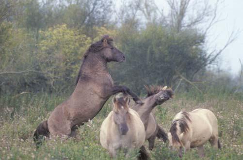 Natuurlijke begrazing - Zelfredzame rassen, liefst inheemse - Streven naar natuurlijke kuddesamenstelling, sociale