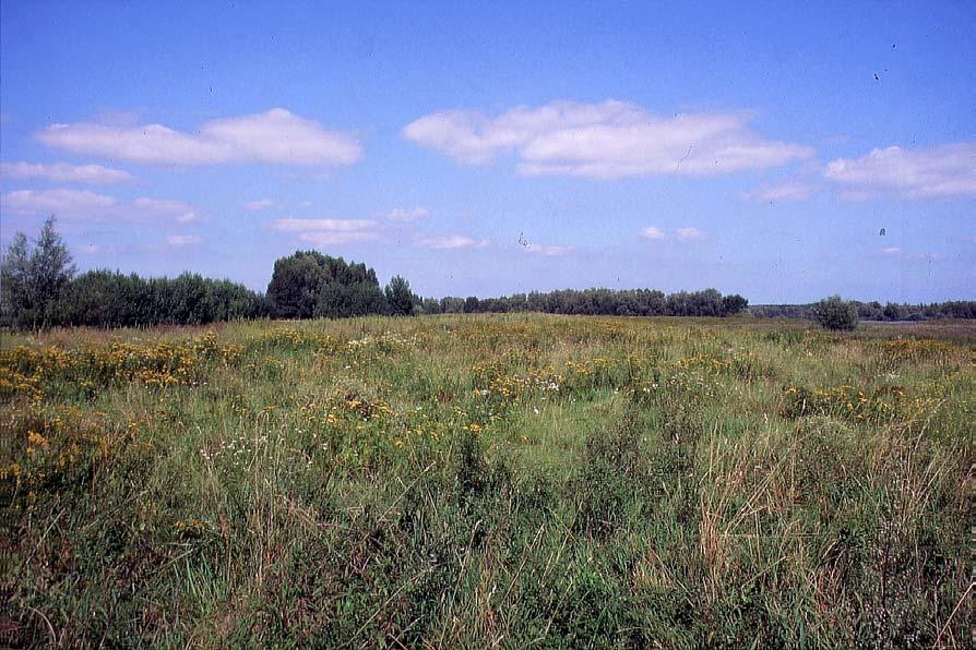 lassiek troomdalgrasland inder afgebakende abitats meer ozaieken) Nieuw beeld