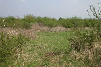 Soort Aantal Appel cultivar Boswilg Eenstijlige meidoorn 21 Gelderse roos Gewone es Gewone esdoorn Gewone vlier 12 Gewone vogelkers Grauwe wilg Hondsroos 2