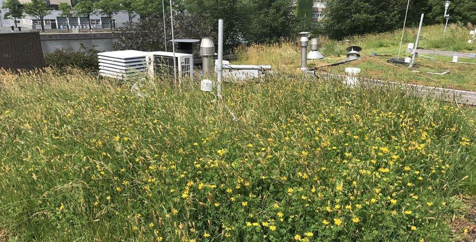 Het blauw-groene daksysteem heeft een gemengde vegetatie van Sedum, grassen en kruiden, terwijl het conventionele groendak zich niet verder