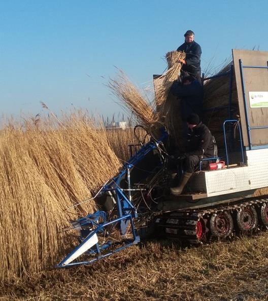 Kosten nieuwe route TCO model geeft gunstig beeld voor riet Opwerking cellulose