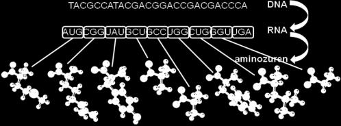 Bioinformatica: leven in de computer DNA, genen, eiwitten en genomen. Daar ga je de komende lessen mee aan de slag!