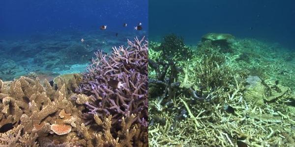 Gevolgen van overbevissing Koraalrif: veel schade aan het rif