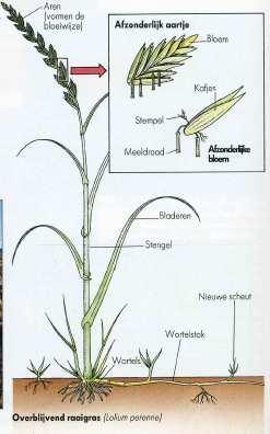 Graslandplanten Éénjarig doorlevend worteluitloper of penwortel