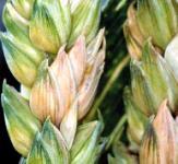 Huidige fusarium model Aanpassingen Kijkt met name naar de bloeiperiode (in de week voor GS59 een dag met regen) Samenvoeging van Fusarium graminarum, culmorum en