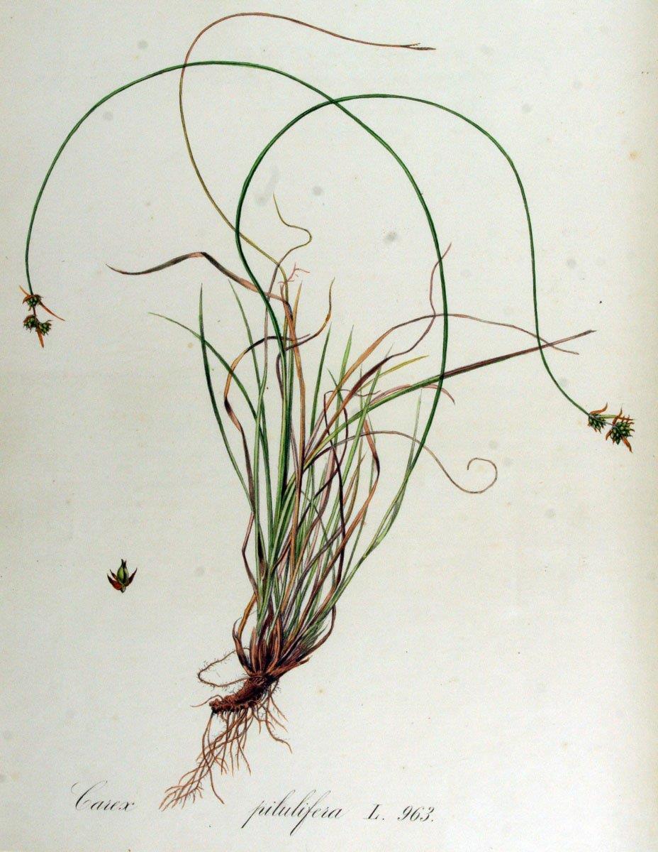 Pilzegge Pilzegge - Carex pilulifera is een algemeen voorkomende soort van droge, vooral zure zandgronden in bossen, langs paden, op kapvlakten, op heidevelden e.d. Ze is te vinden op het Pleistoceen en langs de kust en mijdt derhalve veenen kleigebieden.