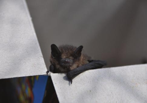 In de binnentuin kunnen tijdens de broedperiode vogels tot broeden komen. Om verstoring te voorkomen dienen de werkzaamheden buiten om de broedperiode - maart tot en met juli - te starten.