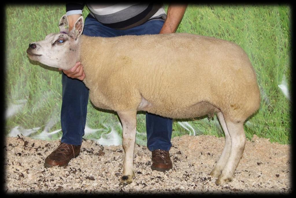 Kampioen eenjarige ooi ongezoogd van Gebr. Paulus Een beste rubriek tweetal eenjarige gezoogde ooien. Met op de koppositie het tweetal van N. van der Weij. Dochters van ram 01162-39628 (Fokk. B.