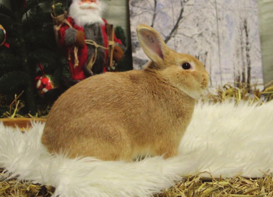 Hanzeshow: Kooi: 486 Mooiste konijn op 1na: Klein Zilver Midden Geel Man Jong