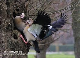 Introductie: Nijlganzen komen in het wild voor in Afrika, ten zuiden van de Sahara en in de Nijlvallei. De soort wordt in Vlaanderen als siervogel gehouden.