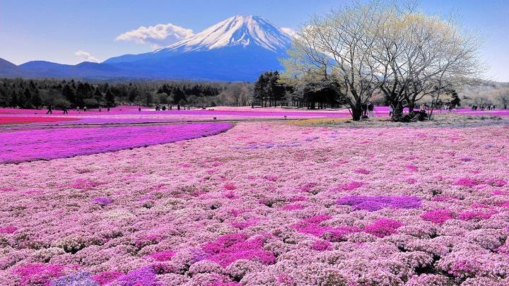 Dag 4 : 13 mei 2019 MT FUJI SHIBAZAKURA ontbijt Niet zo ver van Tokyo ligt de bekendste en heilige berg van Japan, de Mount Fuji.