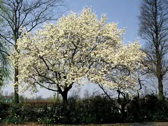 G Beverboom (Magnolia kobus