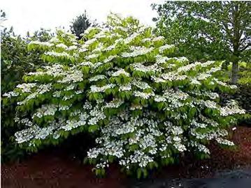 Sneeuwbal (Deutzia