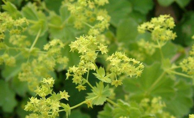 Adder HEMELSLEUTEL Sedum