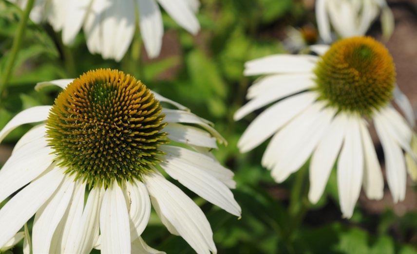 Echinacea purpurea White Swan