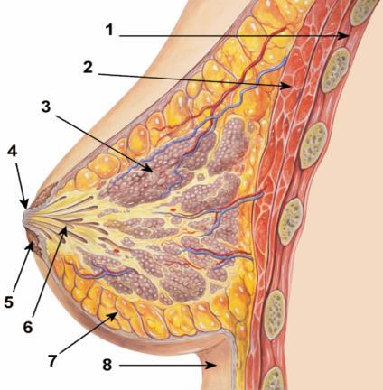 Inleiding U bent verwezen naar de mammapolikliniek voor borstonderzoek. Uit de onderzoeken die zijn uitgevoerd, blijkt dat er bij u sprake is van een kwaadaardige afwijking in uw borst(en).