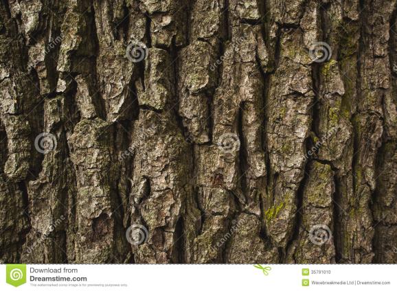Van Faisal en Michael Boombast 1. Kijk rond en beschrijf minstens 4 verschillende soorten boombasten die je ziet. 2.