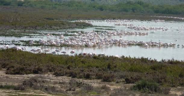 De flamingo's komen uit het hele Middellandse-Zeegebied en de Noord- Afrikaanse kust hier