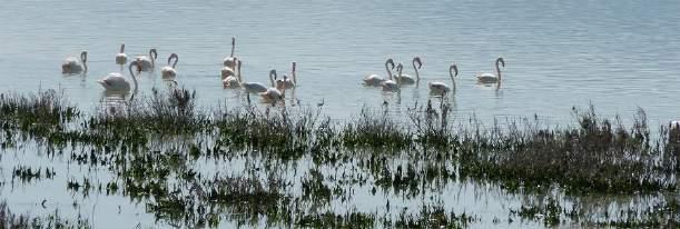Al eeuwen keren de flamingo's trouw jaarlijks naar Fuente de Piedra terug.
