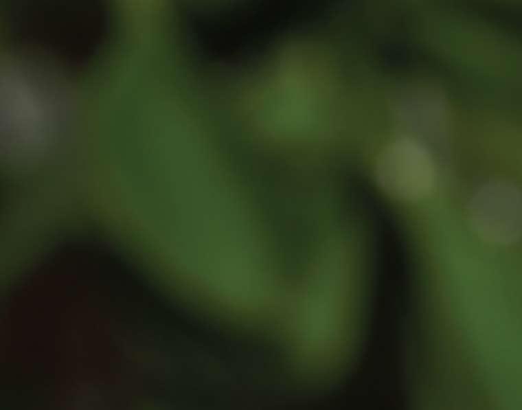 Kleine gifslangengalerij Westelijke groene mamba Western green mamba Dendroaspis viridis West Afrika. Biotoop: Tropische bossen. Vivipaar.