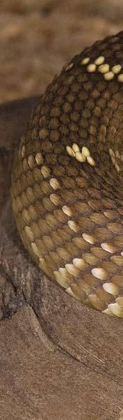 Nederlandse naam: Noordelijke zwartstaartratelslang Engelse naam: Northern black-tailed rattlesnake Wetenschappelijke naam: Crotalus molossus molossus Verspreidingsgebied: Grote delen van Arizona,