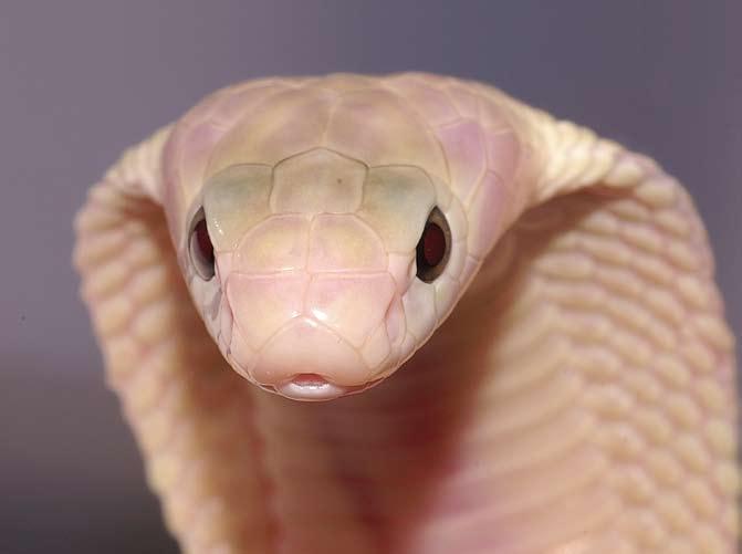 Het hier afgebeelde dier is een zogenaamde Suphan cobra, een kleurvariëteit uit Centraal Thailand. Harold v.d. Ploeg Naja atra Zuidoost-Azië.