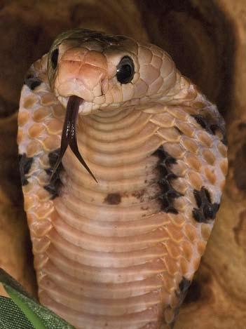 Relatief klein blijvende cobra (90-120 cm). Redelijk hoge luchtvochtigheid. Regelmatig besproeien om vervellingsproblemen te voorkomen.